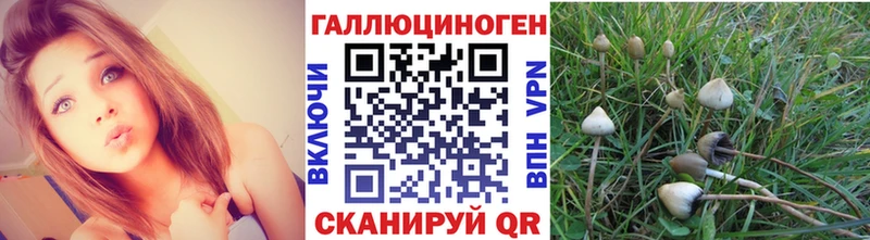 где продают   Сухиничи  Галлюциногенные грибы Psilocybe 